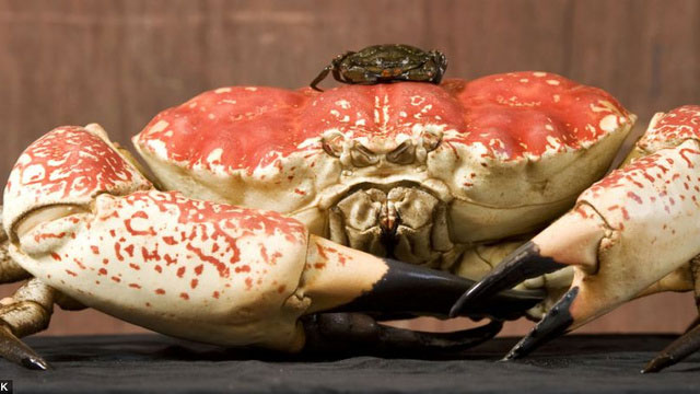 Picture 4 of A newly found giant crab