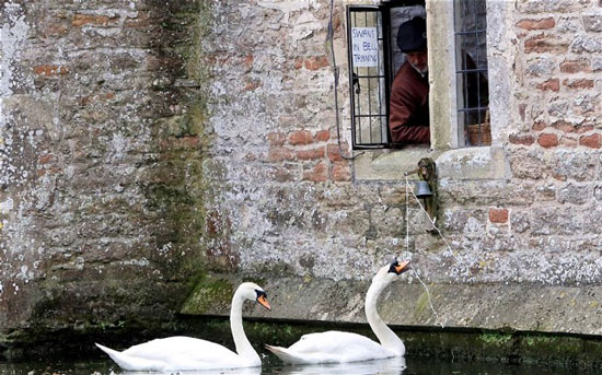 Picture 1 of A pair of swans who ring their bell for food ...