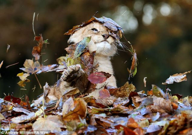 Picture 2 of A picture of a super-beautiful baby lion, an angel-like beauty