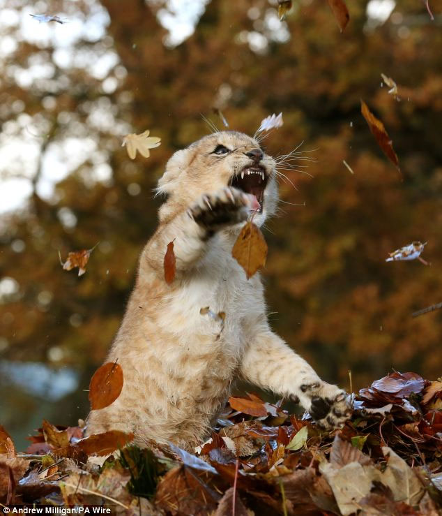Picture 8 of A picture of a super-beautiful baby lion, an angel-like beauty