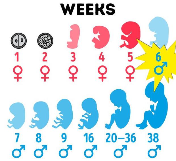 Picture 6 of 'A piece of Adam's apple' and shocking facts about men