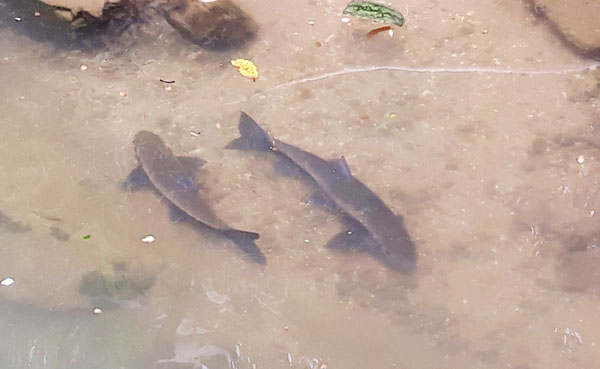 Picture 1 of A precious gold fish at the foot of Hoang Lien mountain