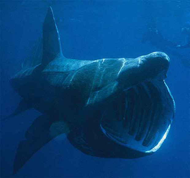 Picture 2 of A rare creature has just appeared off the coast of Indonesia