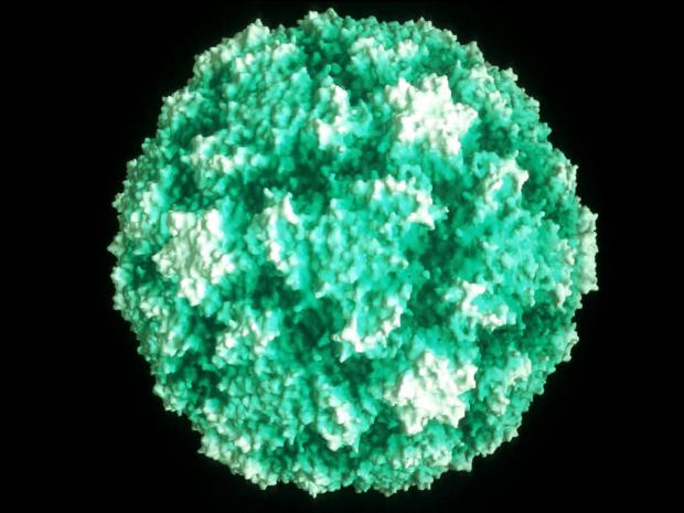 A scientist has just registered copyright for a cold vaccine images 2