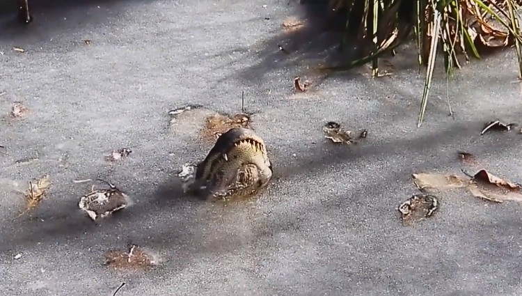 Picture 1 of A series of crocodiles head in the middle of the frozen lake