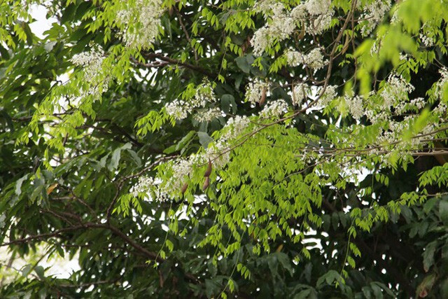 Picture 10 of A series of gorgeous flowers and flowers in the sky and sky in Hanoi
