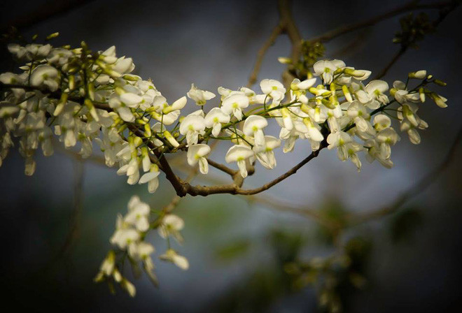 Picture 4 of A series of gorgeous flowers and flowers in the sky and sky in Hanoi