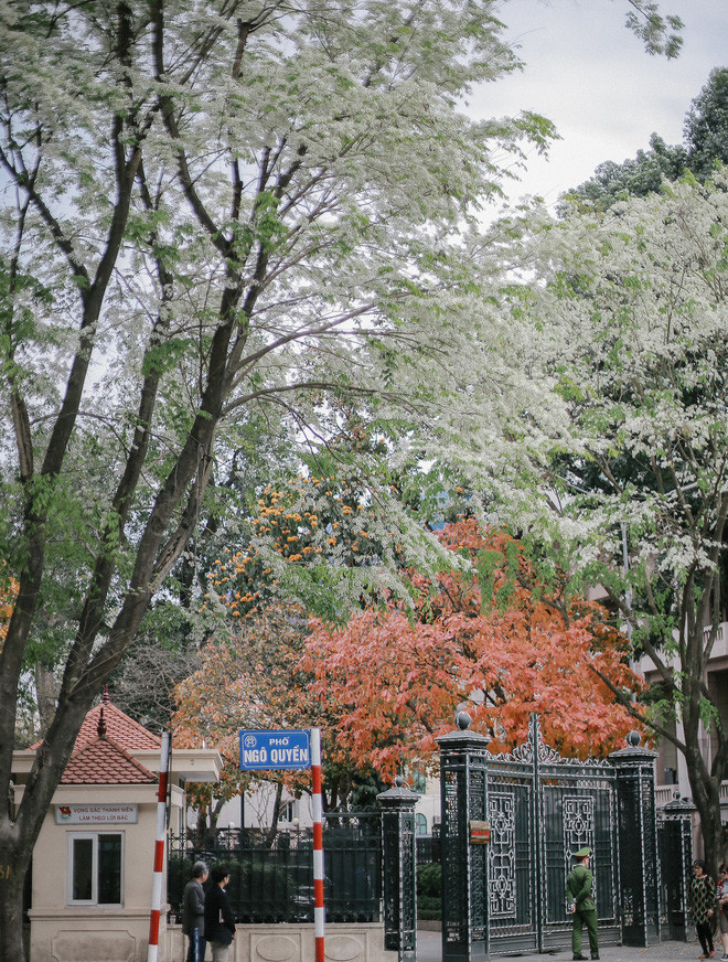 Picture 5 of A series of gorgeous flowers and flowers in the sky and sky in Hanoi