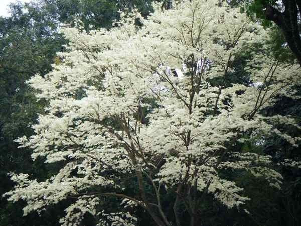 Picture 7 of A series of gorgeous flowers and flowers in the sky and sky in Hanoi