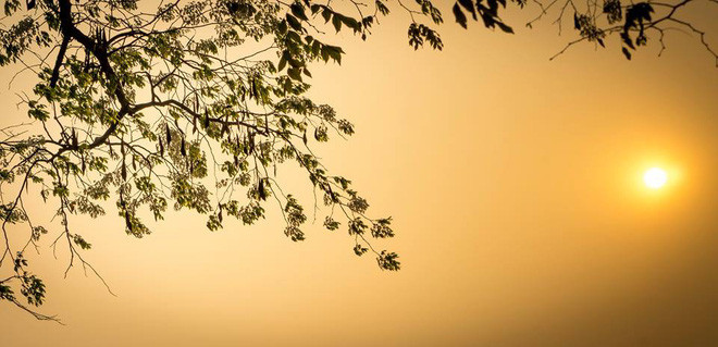 Picture 8 of A series of gorgeous flowers and flowers in the sky and sky in Hanoi