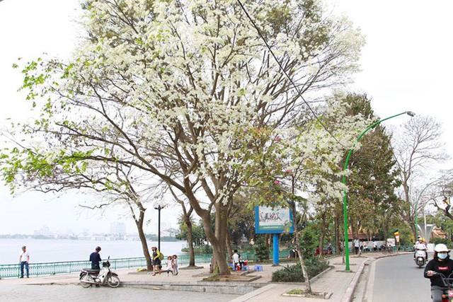 Picture 9 of A series of gorgeous flowers and flowers in the sky and sky in Hanoi