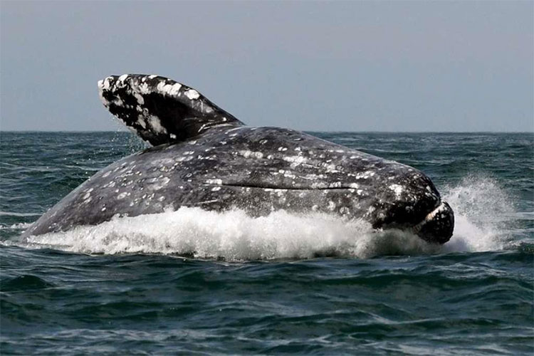Picture 2 of A series of gray whale carcasses washed ashore on California's coast