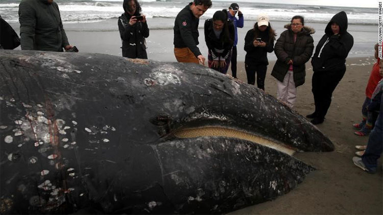 Picture 3 of A series of gray whale carcasses washed ashore on California's coast