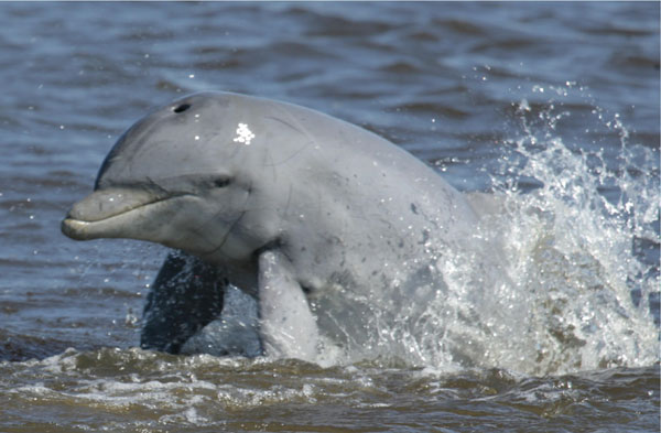 Picture 1 of A series of mysterious dead dolphins in Mexico