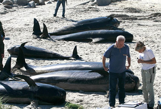 Picture 1 of A series of mysterious whales on the Spanish beach
