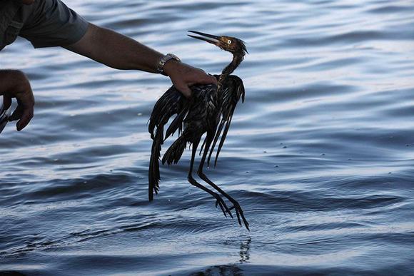 Picture 14 of A series of shocking photos about environmental pollution