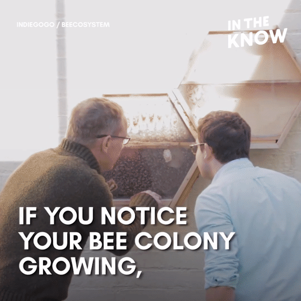 Picture 1 of A special invention allows the city people to keep bees to take honey in their homes