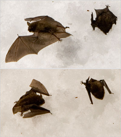 Picture 2 of A strange disease in bats