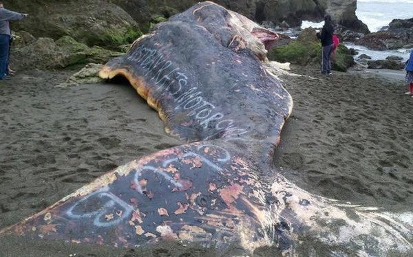 Picture 1 of A strange word appeared on the giant sperm whale's corpse