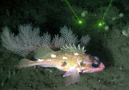 Picture 2 of A surprising discovery on the Pacific Ocean