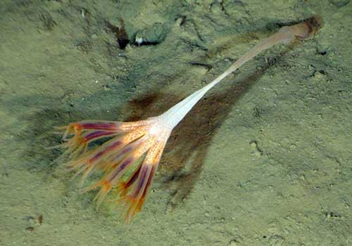 Picture 3 of A surprising discovery on the Pacific Ocean
