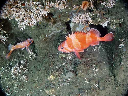 Picture 4 of A surprising discovery on the Pacific Ocean