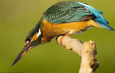 Picture 1 of A thrilling sight of predatory kingfisher