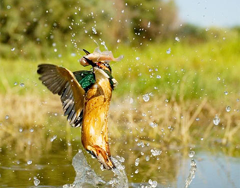 Picture 2 of A thrilling sight of predatory kingfisher