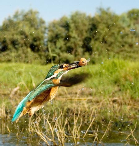 Picture 3 of A thrilling sight of predatory kingfisher