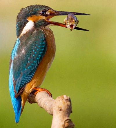 Picture 4 of A thrilling sight of predatory kingfisher