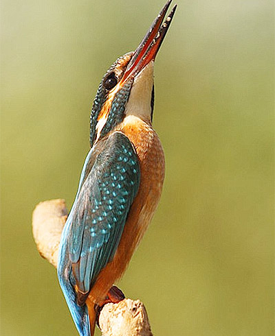 Picture 5 of A thrilling sight of predatory kingfisher