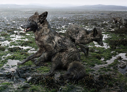 Picture 10 of A variety of images in the environmental disaster