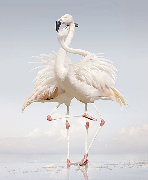 Picture 4 of A variety of images in the environmental disaster