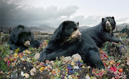 Picture 6 of A variety of images in the environmental disaster