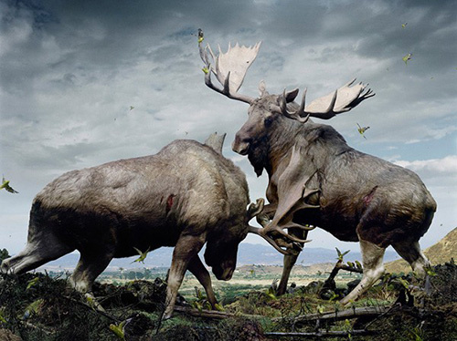 Picture 8 of A variety of images in the environmental disaster
