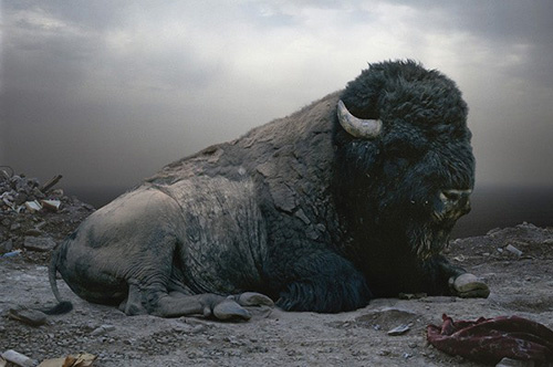 Picture 9 of A variety of images in the environmental disaster