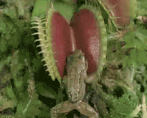 Picture 5 of A very interesting story will happen when you anesthetize a ... tree