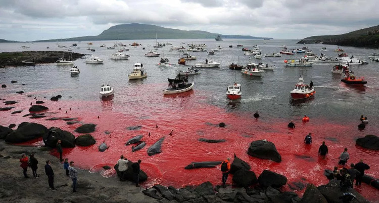 Picture 1 of A whole sea of ​​water was dyed red by the blood of dolphins and whales killed