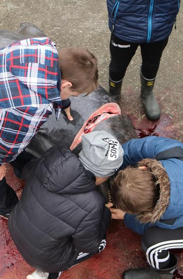 Picture 10 of A whole sea of ​​water was dyed red by the blood of dolphins and whales killed
