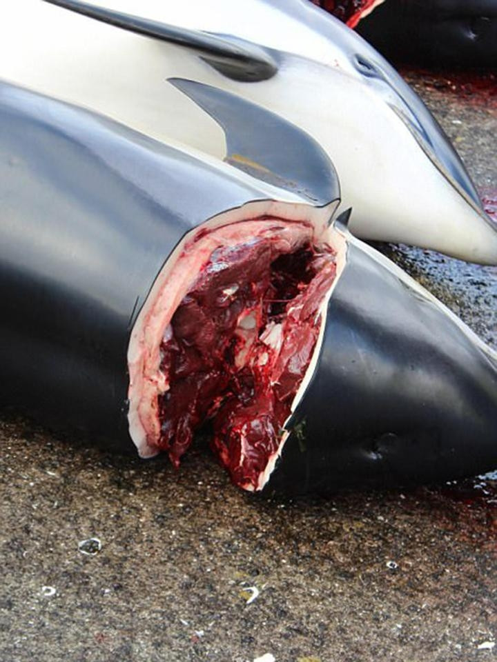 Picture 11 of A whole sea of ​​water was dyed red by the blood of dolphins and whales killed