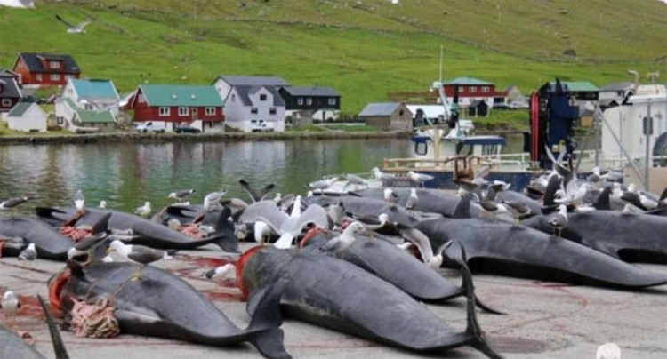 Picture 12 of A whole sea of ​​water was dyed red by the blood of dolphins and whales killed