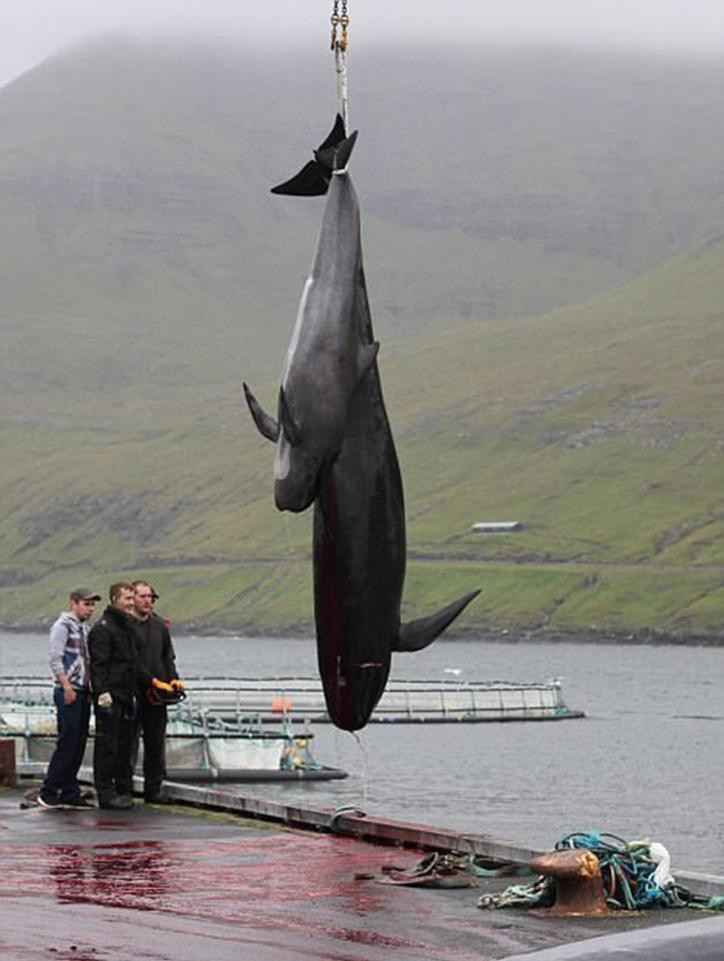 Picture 13 of A whole sea of ​​water was dyed red by the blood of dolphins and whales killed