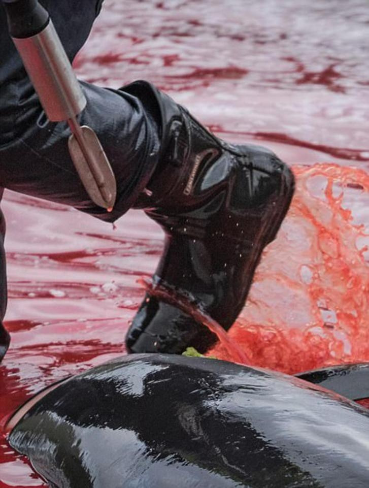 Picture 14 of A whole sea of ​​water was dyed red by the blood of dolphins and whales killed