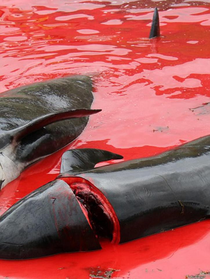 Picture 2 of A whole sea of ​​water was dyed red by the blood of dolphins and whales killed