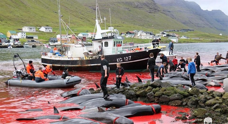 Picture 3 of A whole sea of ​​water was dyed red by the blood of dolphins and whales killed