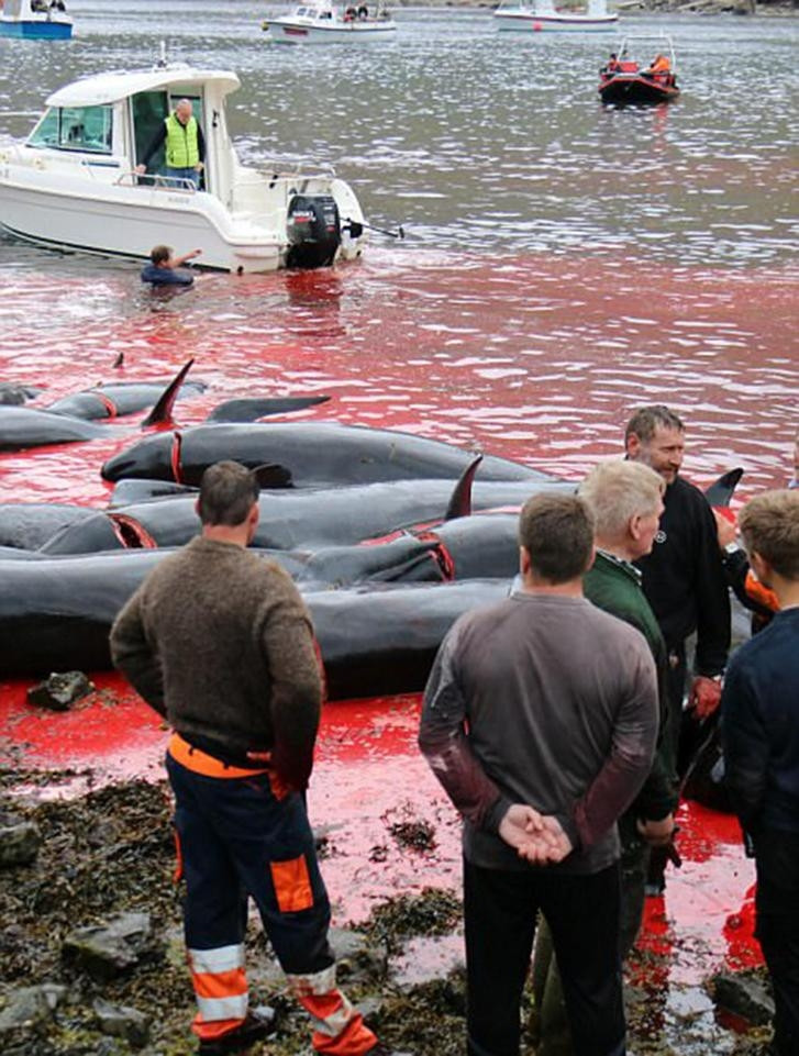Picture 4 of A whole sea of ​​water was dyed red by the blood of dolphins and whales killed