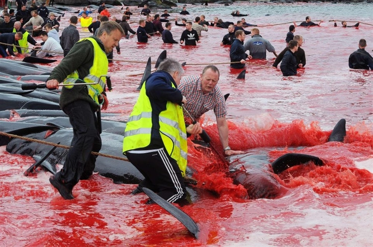 Picture 5 of A whole sea of ​​water was dyed red by the blood of dolphins and whales killed