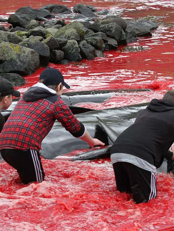 Picture 6 of A whole sea of ​​water was dyed red by the blood of dolphins and whales killed