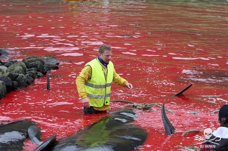 Picture 7 of A whole sea of ​​water was dyed red by the blood of dolphins and whales killed