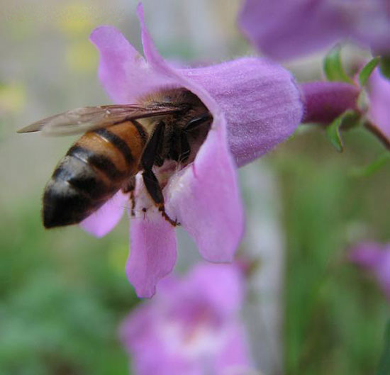 Picture 1 of Ability to neutralize toxic insecticides of honey bees